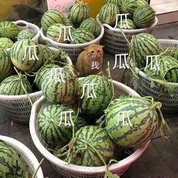 康欣娱乐吃瓜君,揭秘娱乐圈幕后真相